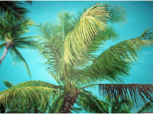 Key Largo Palm Tree