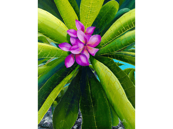 Plumeria